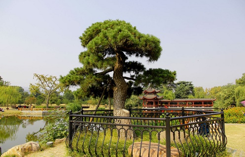 內蒙古油松 內蒙古油松