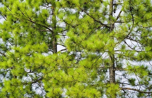 內蒙古油松 內蒙古油松