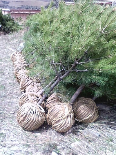 內蒙古油松 內蒙古油松