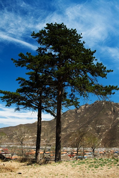 內蒙古油松 內蒙古油松