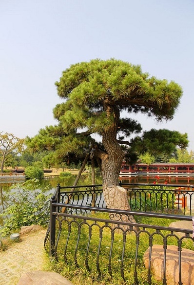 內蒙古油松 內蒙古油松