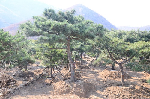 內(nèi)蒙古油松 內(nèi)蒙古油松