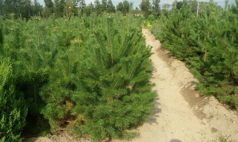 內蒙古樟子松 內蒙古樟子松