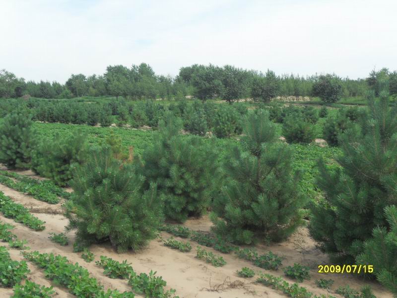 內蒙古樟子松 內蒙古樟子松