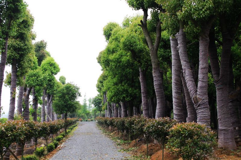 內(nèi)蒙古苗木銷售 內(nèi)蒙古苗木銷售