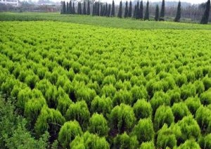 內(nèi)蒙古苗木銷售 內(nèi)蒙古苗木銷售