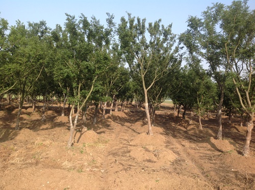 內蒙古苗木銷售