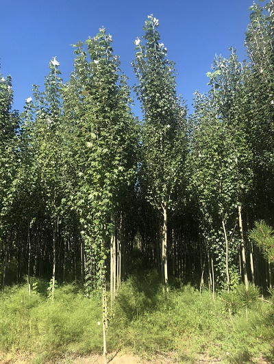 呼市新疆楊 呼市新疆楊