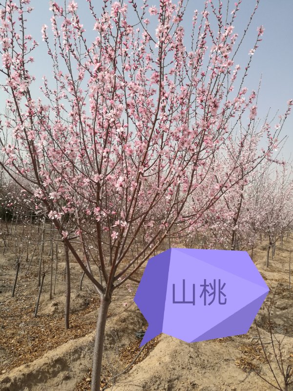 內蒙古苗木—山桃