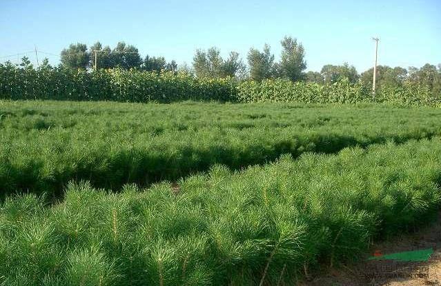 內蒙古苗木銷售 內蒙古苗木銷售