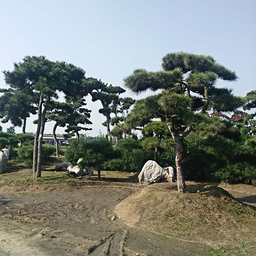 內(nèi)蒙古油松 內(nèi)蒙古油松