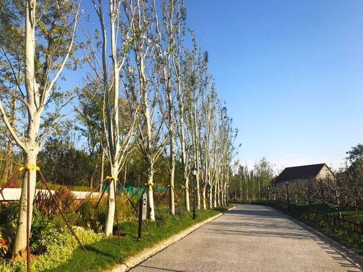 呼市新疆楊 呼市新疆楊