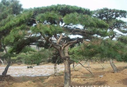 油松的性能 油松的性能