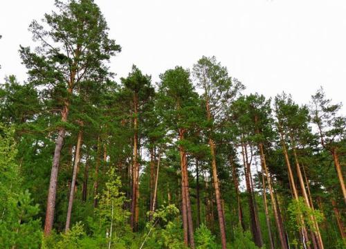 樟子松的特點 樟子松的特點