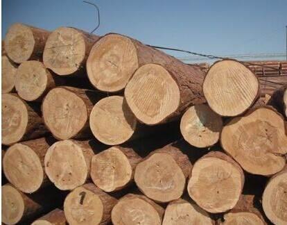 樟子松特點 樟子松特點