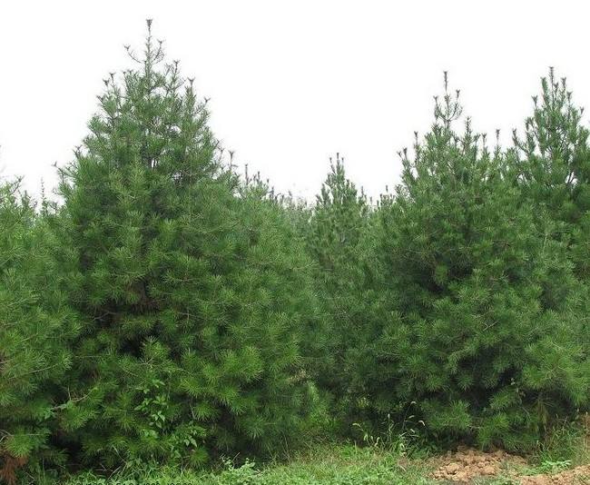 油松樹栽培 油松樹栽培