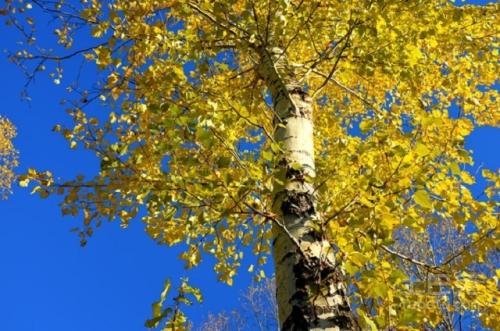 呼市新疆楊 呼市新疆楊