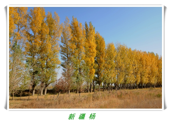 呼市新疆楊 呼市新疆楊