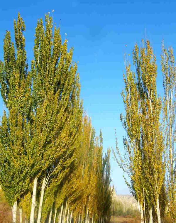 新疆楊和銀中楊的區別在哪里? 新疆楊和銀中楊的區別在哪里?