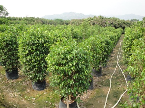 哪些苗木品種可以緩解噪音? 哪些苗木品種可以緩解噪音?