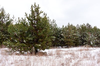 將壟溝(或床步道)用犁犁成深溝,將犁起的土覆到壟(床)兩側,土壤結凍前進行壟(床)面側方灌水,灌透灌足,使油松苗木和土壤保持充足的水分,以滿足油松苗木越冬期間的少量水分消耗,避免和減輕產生生理干旱現象。 將壟溝(或床步道)用犁犁成深溝,將犁起的土覆到壟(床)兩側,土壤結凍前進行壟(床)面側方灌水,灌透灌足,使油松苗木和土壤保持充足的水分,以滿足油松苗木越冬期間的少量水分消耗,避免和減輕產生生理干旱現象。
