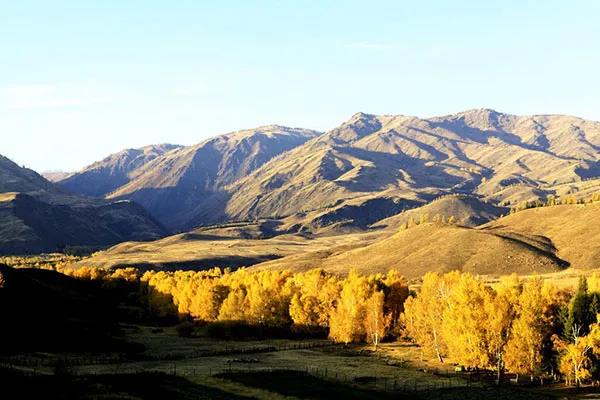 哪些苗木是西北綠化需要的? 哪些苗木是西北綠化需要的?