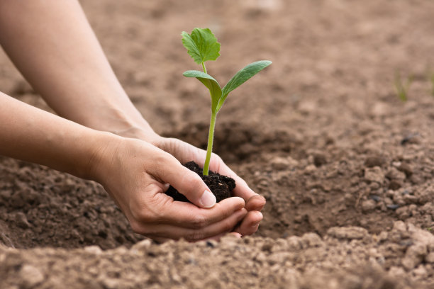 春季在栽植苗木中應該注意哪些問題？