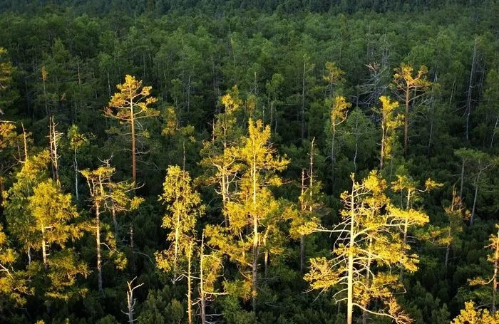 為什么說樟子松更適合做防腐木？