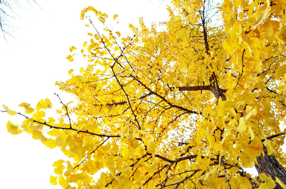 如何利用新疆楊作砧木嫁接胡楊的方法 如何利用新疆楊作砧木嫁接胡楊的方法