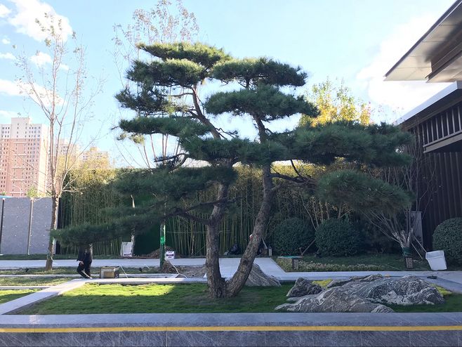 油松的移栽及栽后管理技術(shù)有哪些? 油松的移栽及栽后管理技術(shù)有哪些?