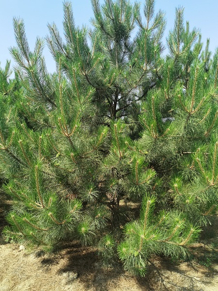 內(nèi)蒙古油松 內(nèi)蒙古油松