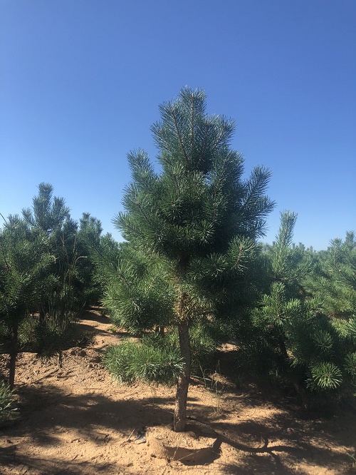 白皮松的修剪與管理方法 白皮松的修剪與管理方法