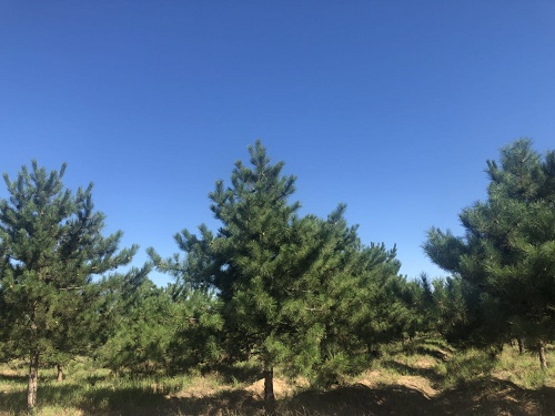 內(nèi)蒙古樟子松 內(nèi)蒙古樟子松